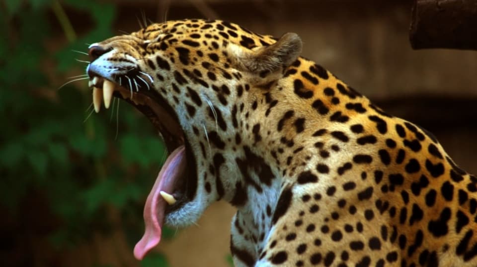 Jaguár